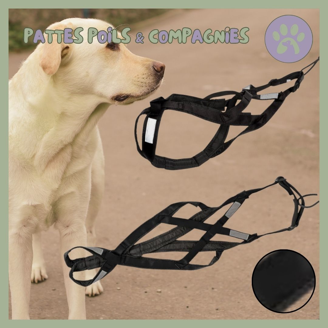 Harnais de traction pour chien | Pull - Harnessâą - Pattes Poils & Compagnies