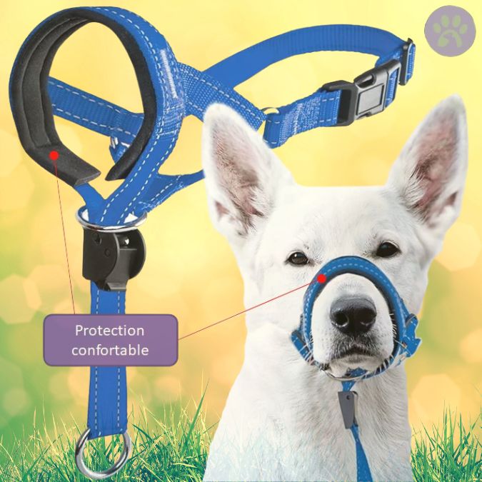 Licol chien pour la marche | Licou - Toutou™ - Pattes Poils & Compagnies