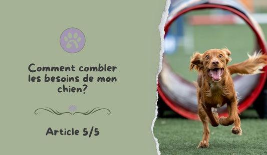 Les 5 besoins d’activités et d’utilité de votre chien. - Pattes Poils & Compagnies