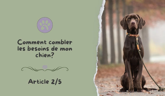 Les 5 besoins de sécurité de mon chien ! - Pattes Poils & Compagnies