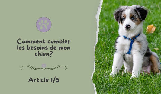 Les 6 besoins physiologiques du chien ! - Pattes Poils & Compagnies