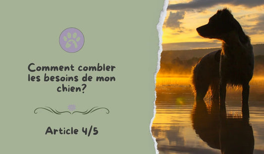 L'estime de soi chez le chien ! - Pattes Poils & Compagnies