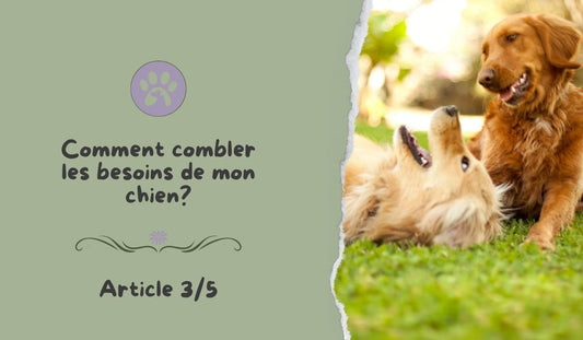 Mon chien, un animal social ! - Pattes Poils & Compagnies