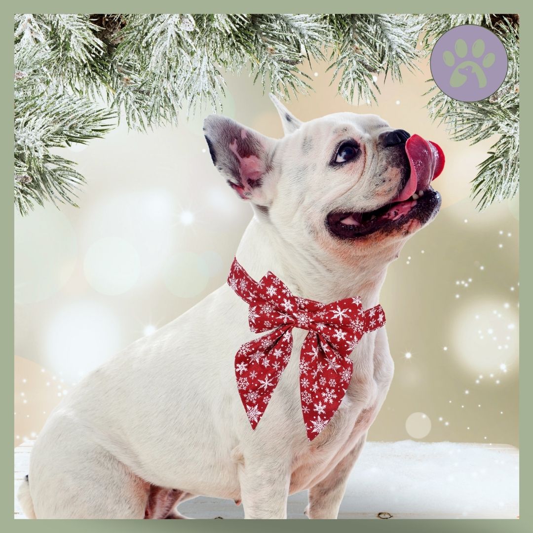 Collier-de-Noel-pour-chien-Pretty-Bow-securitaire