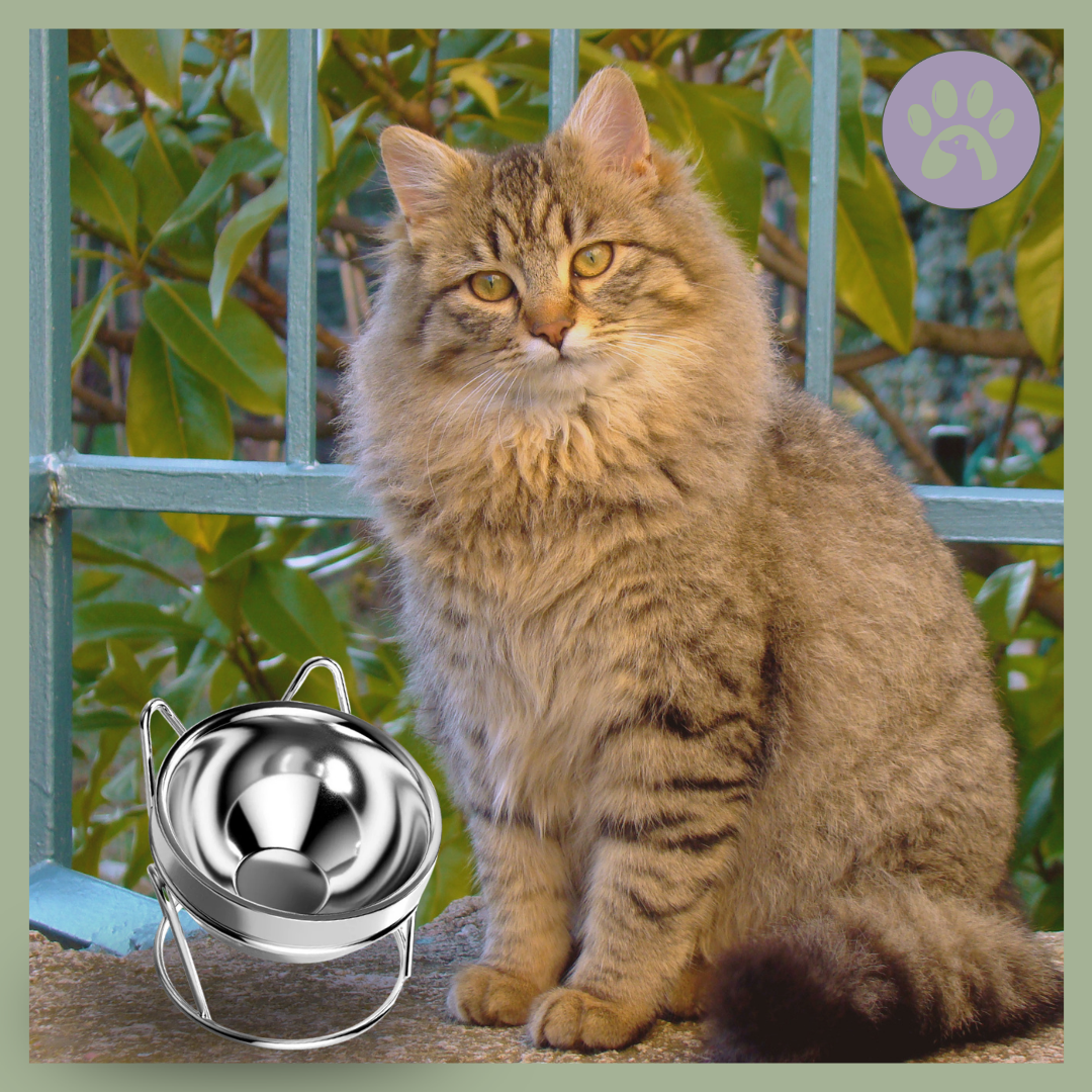 Gamelle-Chat-Surelevee-Acier-Inoxydable-Felinox-apercu