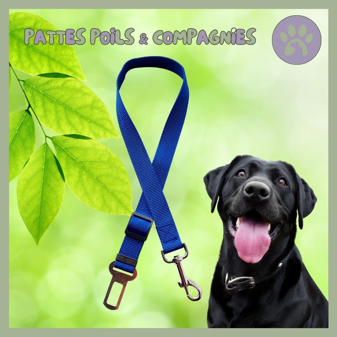 Ceinture de sécurité pour chien | Auto - Sécure™ - Pattes Poils & Compagnies