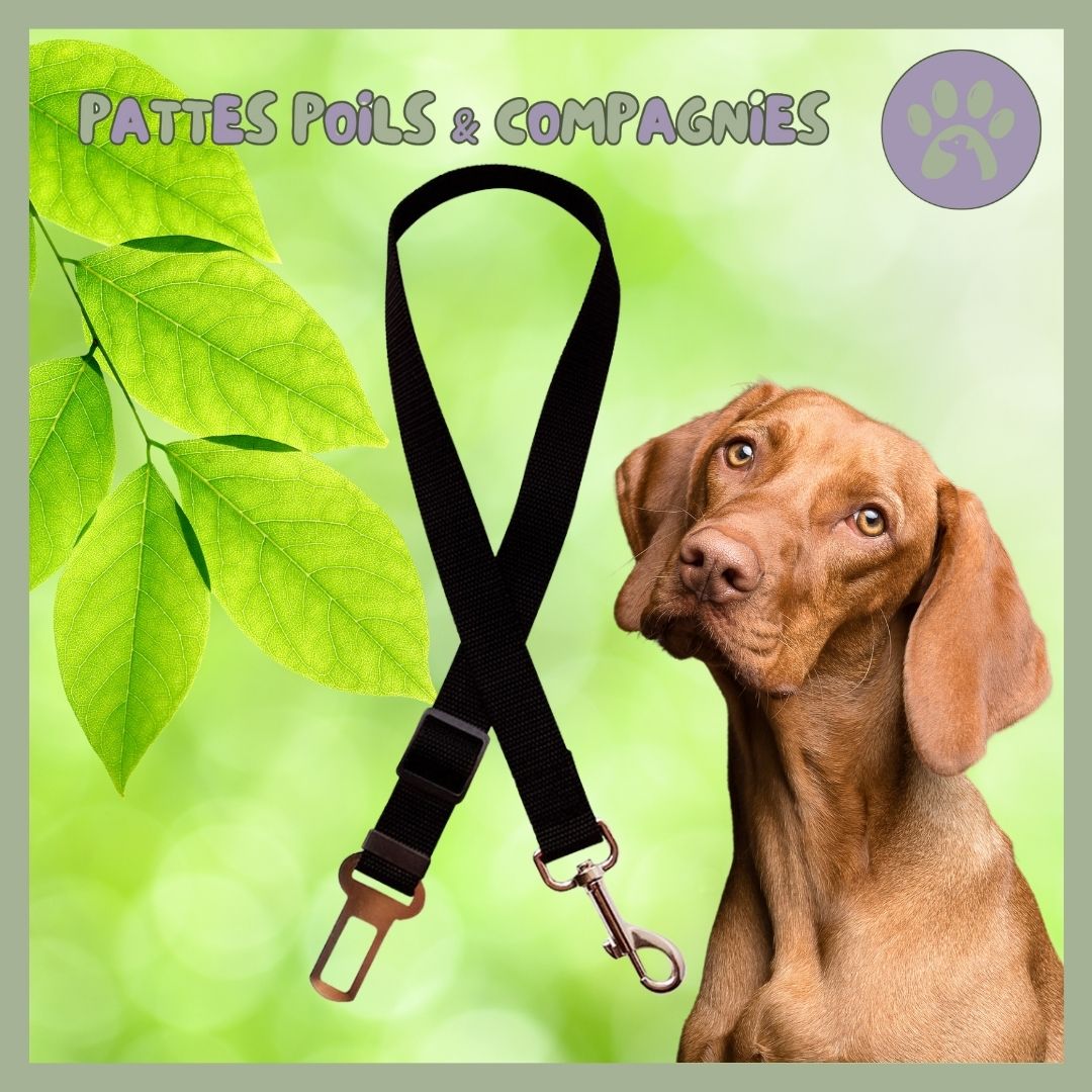 Ceinture de sécurité pour chien | Auto - Sécure™ - Pattes Poils & Compagnies