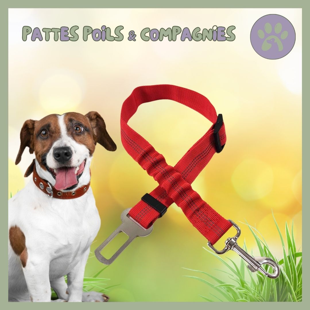 Ceinture de sécurité pour chien | Auto - Sécure™ - Pattes Poils & Compagnies