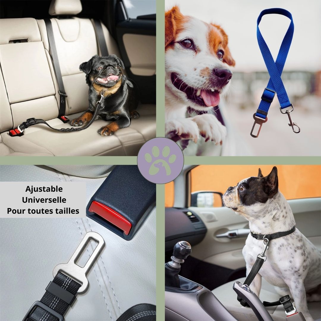 Ceinture de sécurité pour chien | Auto - Sécure™ - Pattes Poils & Compagnies