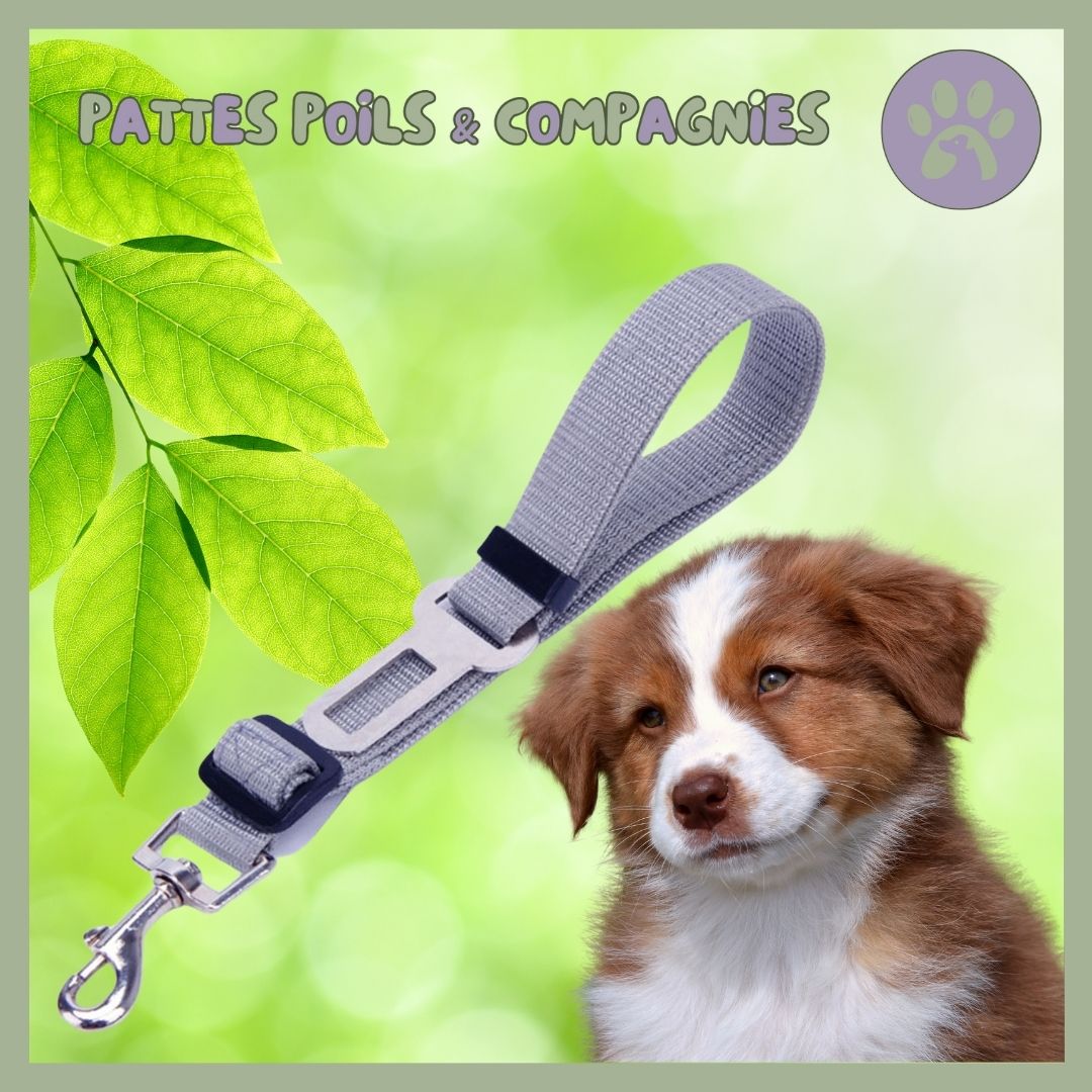 Ceinture de sécurité pour chien | Auto - Sécure™ - Pattes Poils & Compagnies