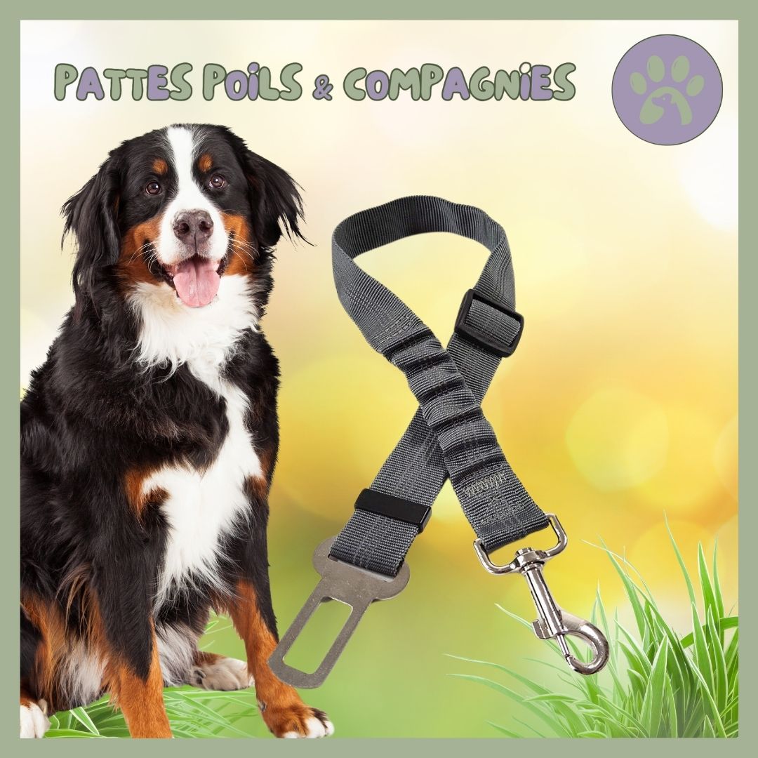 Ceinture de sécurité pour chien | Auto - Sécure™ - Pattes Poils & Compagnies