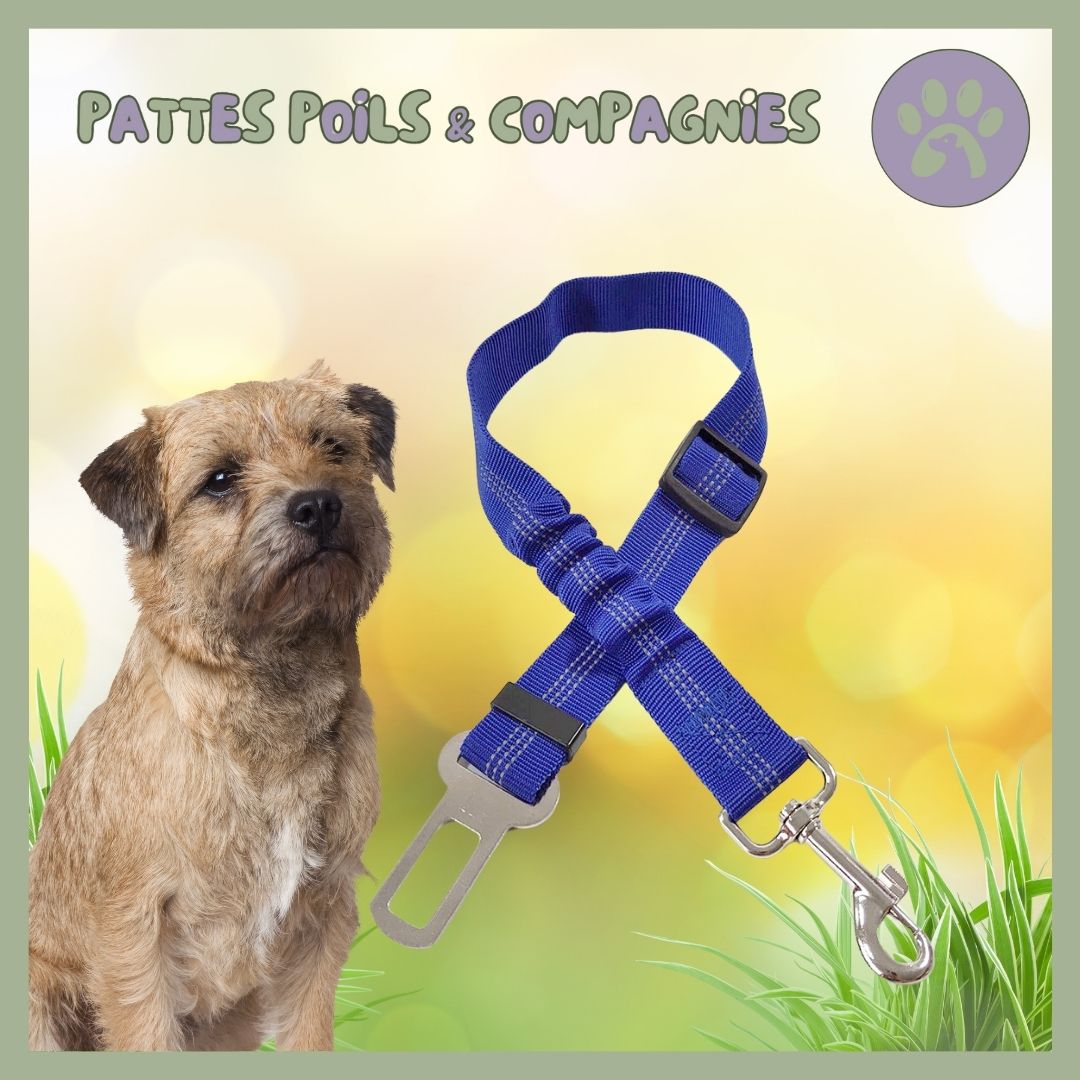 Ceinture de sécurité pour chien | Auto - Sécure™ - Pattes Poils & Compagnies