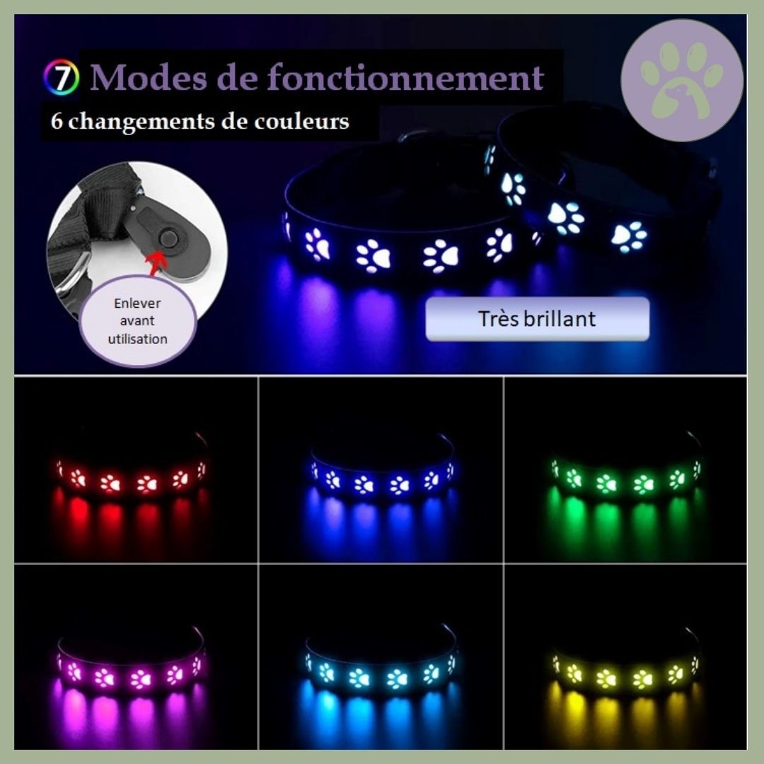 Collier lumineux pour chien rechargeable | Safe - Collar™ - Pattes Poils & Compagnies