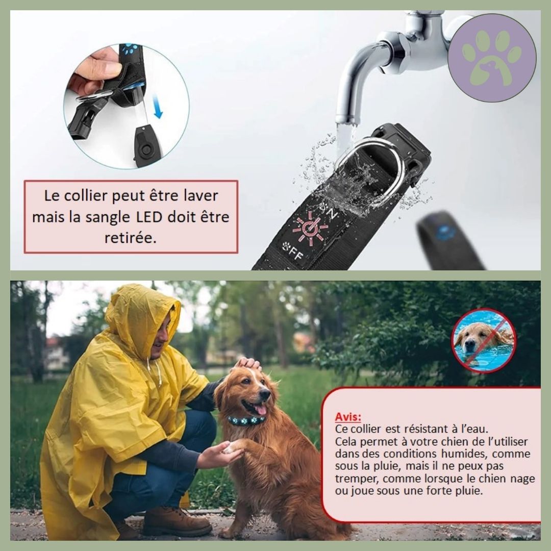 Collier lumineux pour chien rechargeable | Safe - Collar™ - Pattes Poils & Compagnies