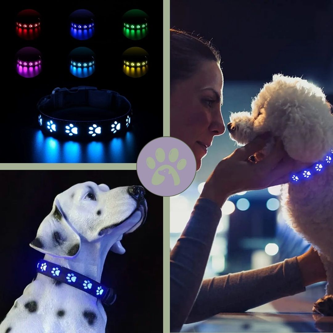 Collier lumineux pour chien rechargeable | Safe - Collar™ - Pattes Poils & Compagnies