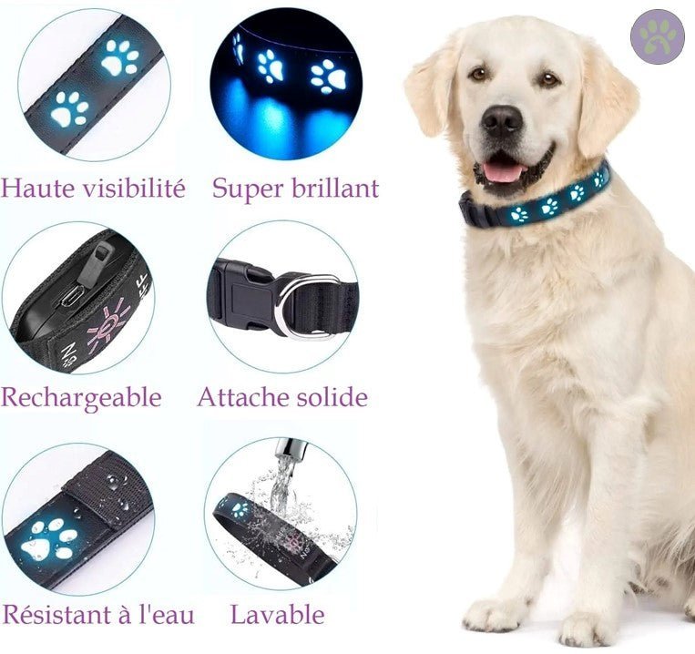 Collier lumineux pour chien rechargeable | Safe - Collar™ - Pattes Poils & Compagnies