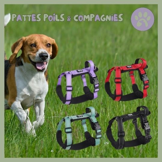 Harnais pour chien anti - fugue | Harnais - Secure™ - Pattes Poils & Compagnies