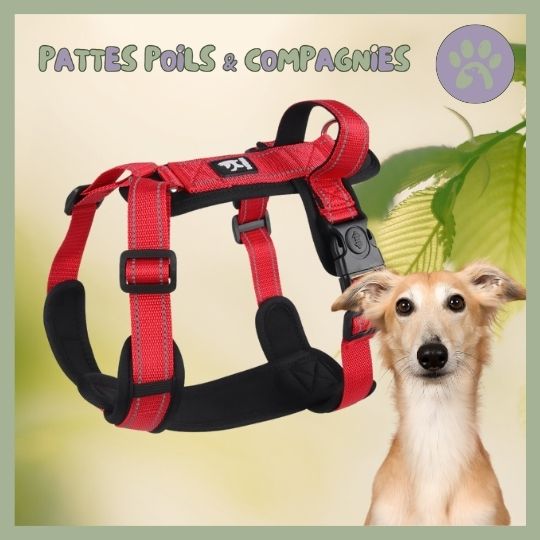 Harnais pour chien anti - fugue | Harnais - Secure™ - Pattes Poils & Compagnies