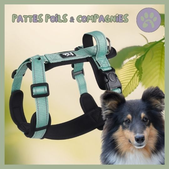 Harnais pour chien anti - fugue | Harnais - Secure™ - Pattes Poils & Compagnies