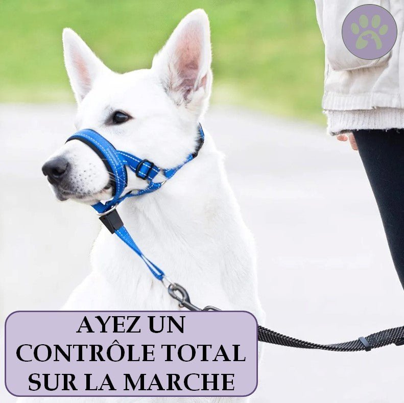 Licol chien pour la marche | Licou - Toutou™ - Pattes Poils & Compagnies