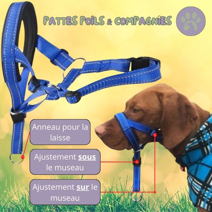 Licol chien pour la marche | Licou - Toutou™ - Pattes Poils & Compagnies