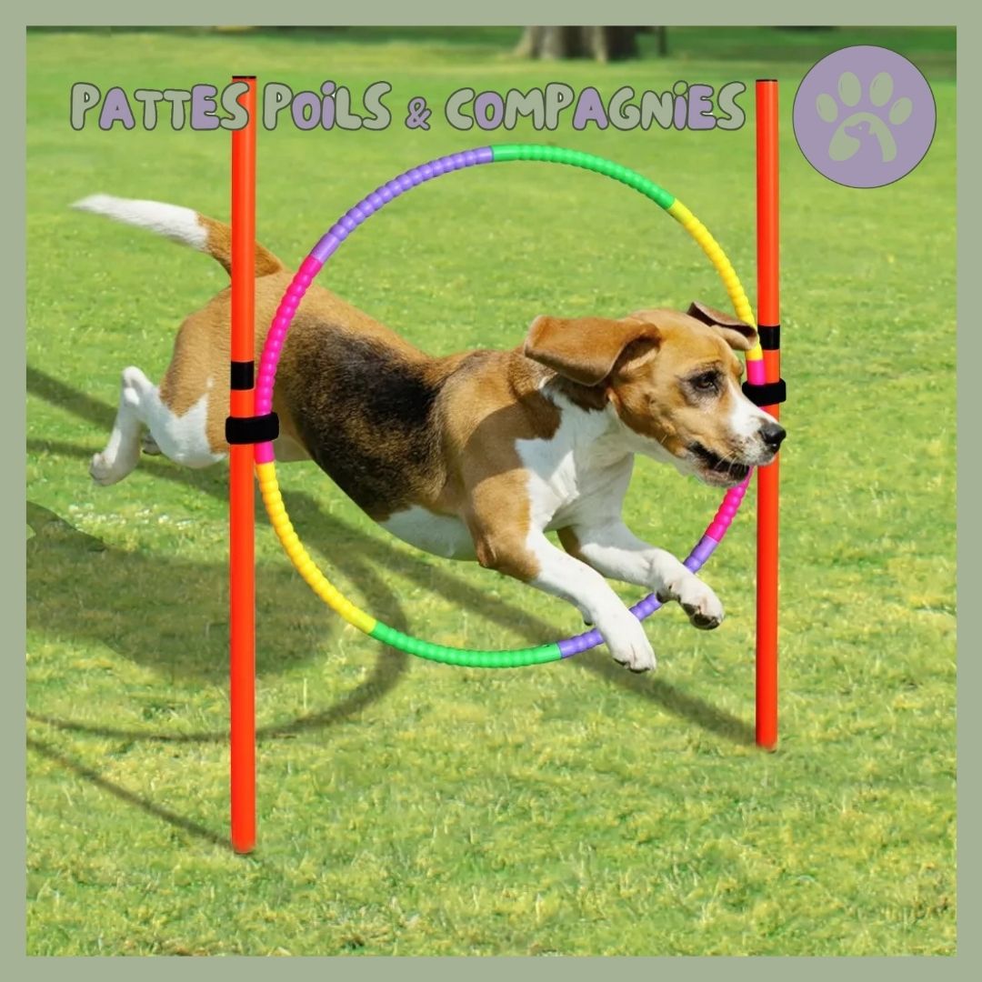 Parcours agility chien | Chien - Agile™ - Pattes Poils & Compagnies