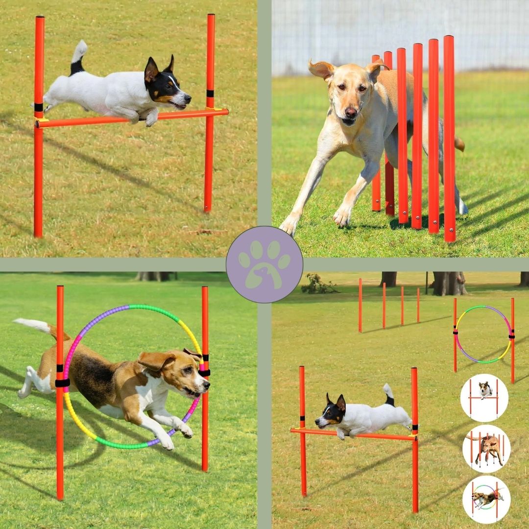 Parcours agility chien | Chien - Agile™ - Pattes Poils & Compagnies