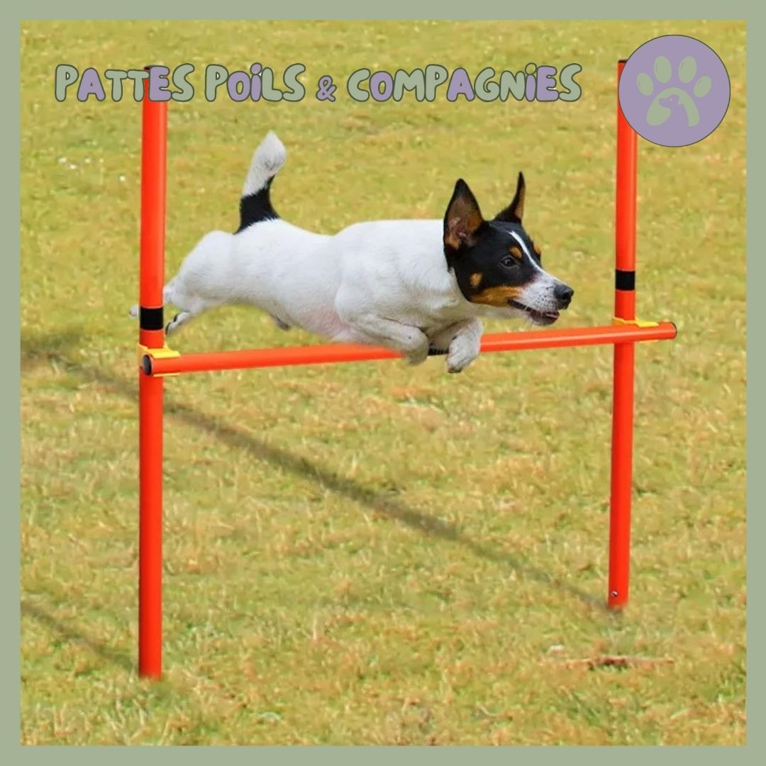 Parcours agility chien | Chien - Agile™ - Pattes Poils & Compagnies